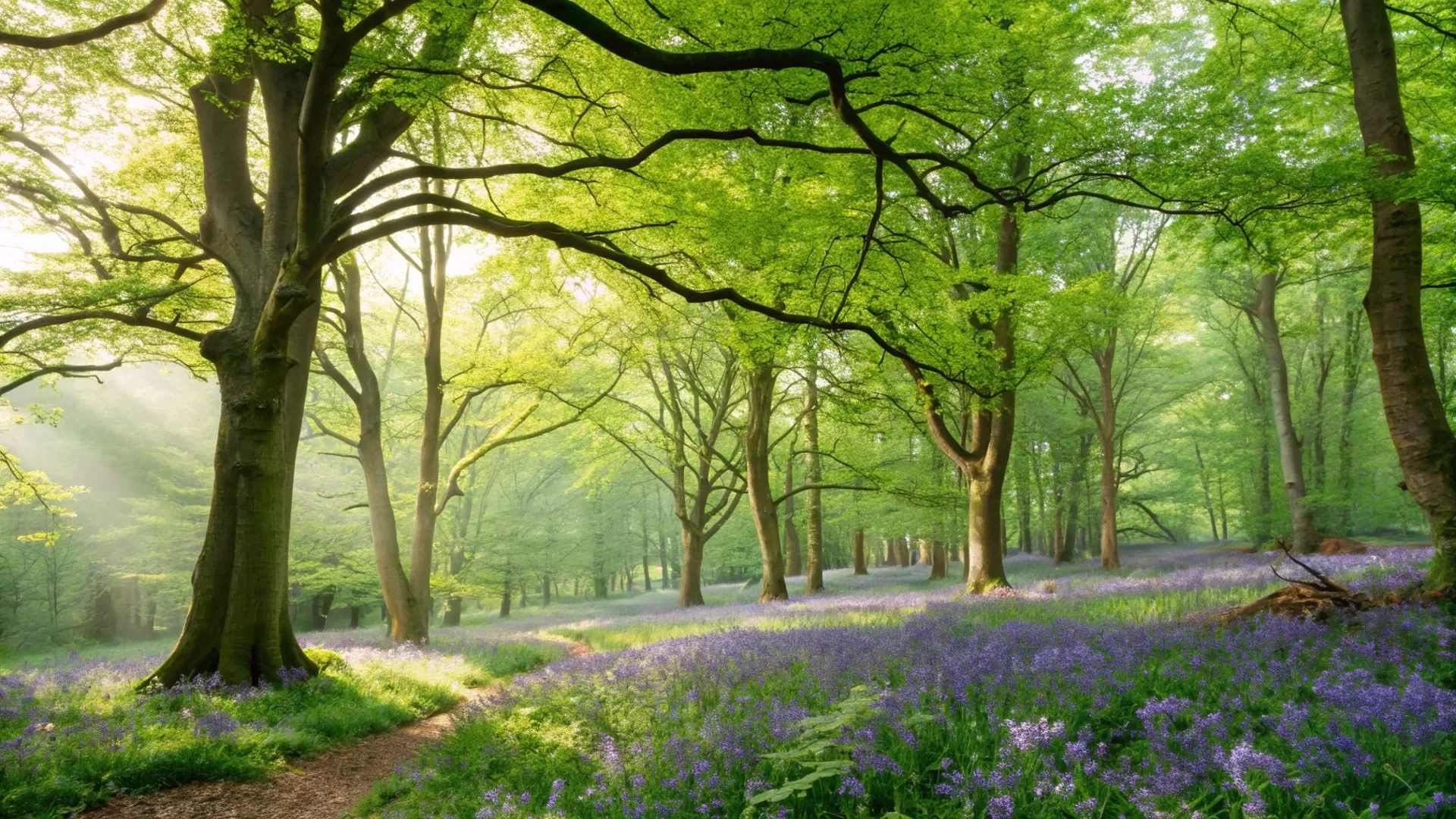 Spring Forest Rebirth